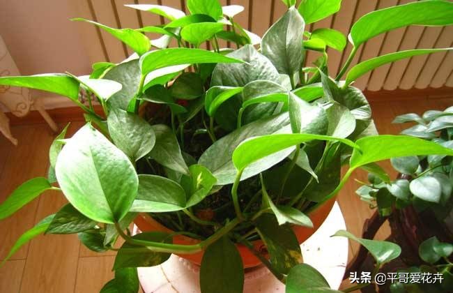 绿萝叶片发黄应该怎么治,绿萝叶片发黄是怎么回事儿