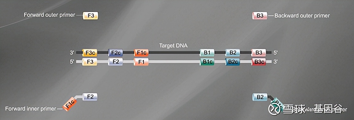 全场硬菜！分子诊断技术全解析