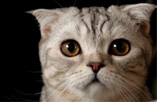 被猫狗咬伤一定要打疫苗吗,被猫狗咬伤几小时内接种狂犬疫苗