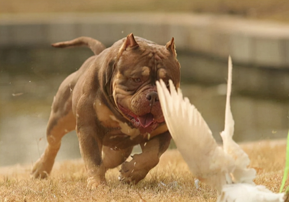 养宠小知识狗狗外伤露肉怎么治疗,狗狗的伤口溃烂很严重怎么治疗