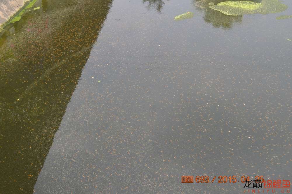 锦鲤苗成长,日本锦鲤水花苗成长