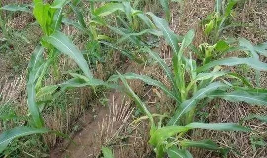 怎么预防玉米苗期病虫害,玉米苗期虫害防治方法