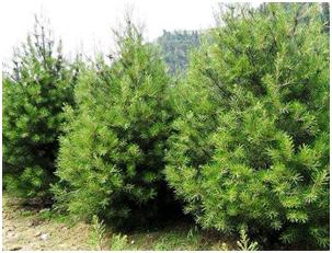 全国各地苗木品种,常用苗木市场报价