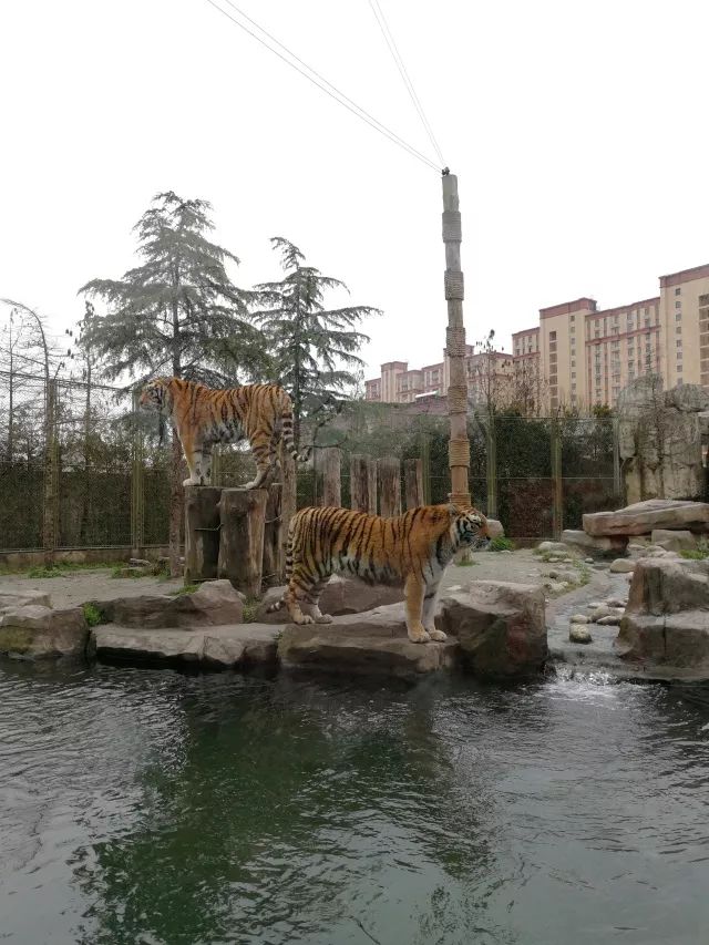 在上海迪士尼怎么玩比较快呢,在上海迪士尼玩一整天