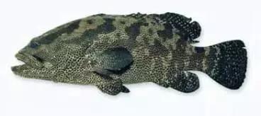 世界顶级海鲜鱼类,史上最完整鱼类海鲜图鉴