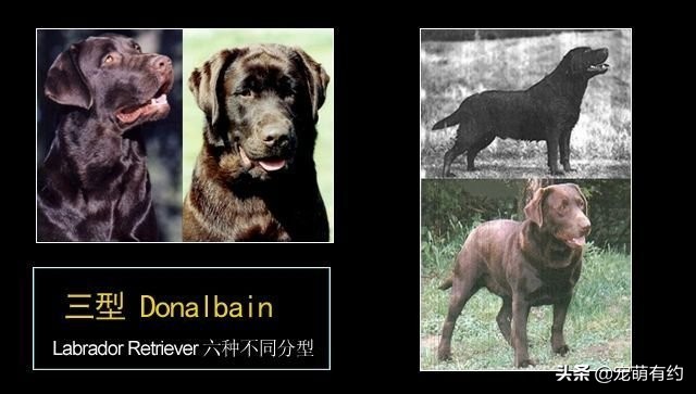 拉布拉多犬特点和缺点分析图,拉布拉多犬形态标准图