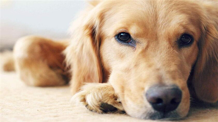 如何给狗“修脚毛”？还有这神奇好处！