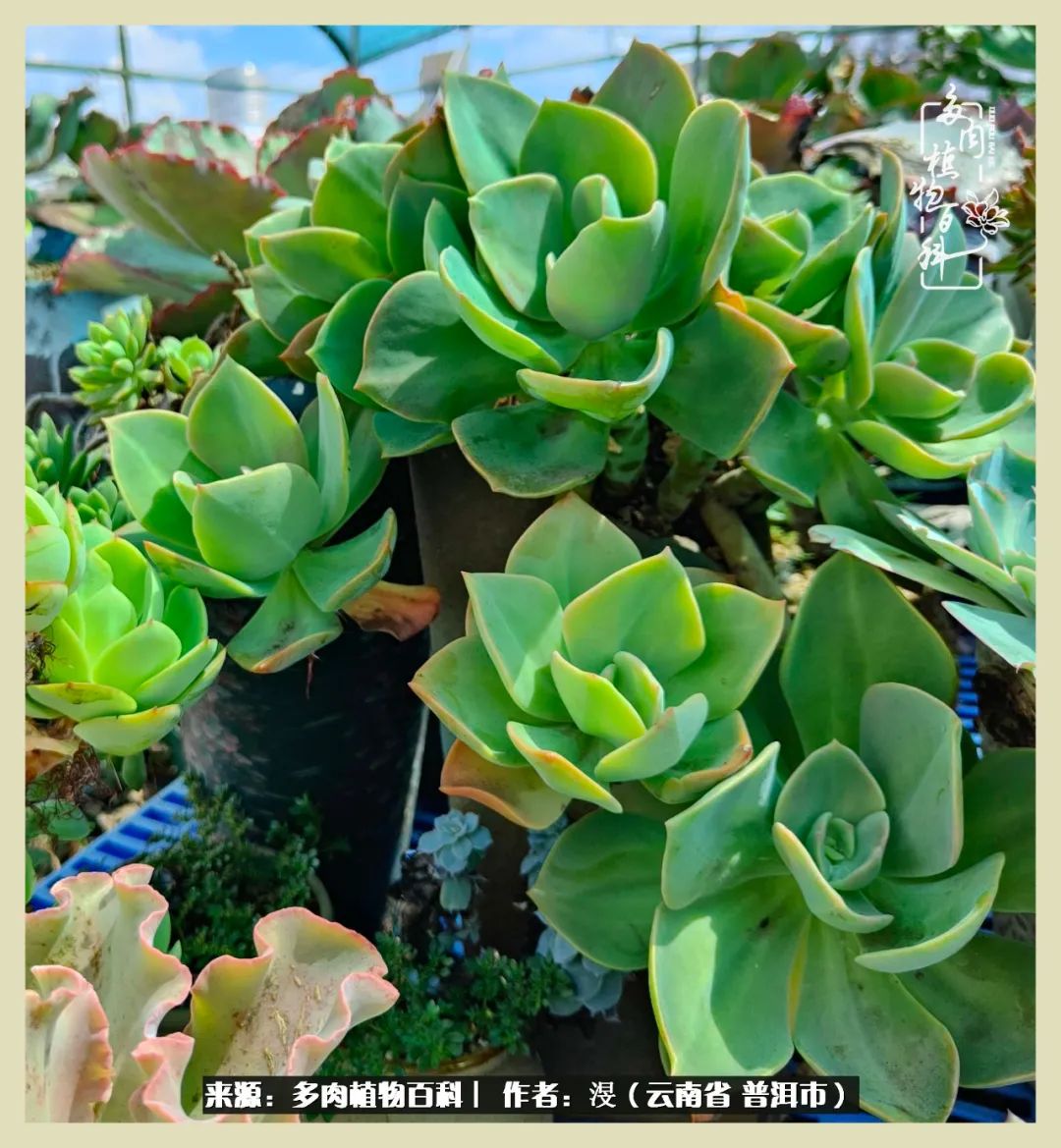 深情不及久伴,厚爱无需多言,择一“爱”,护一生