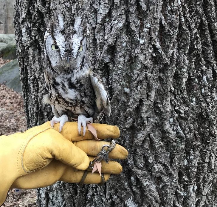 鐚挭鐙楃嫍鎴愮簿浜嗛兘浼氳璇濅簡,鐚挭鐙楃嫍鍙樺寲