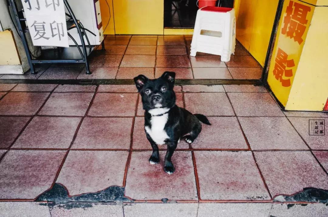 荷花池美食一条街,荷花池一条街美食