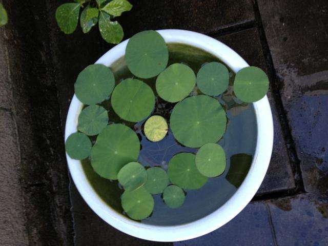 碗莲夏天的养殖方法,碗莲夏天可不可以种