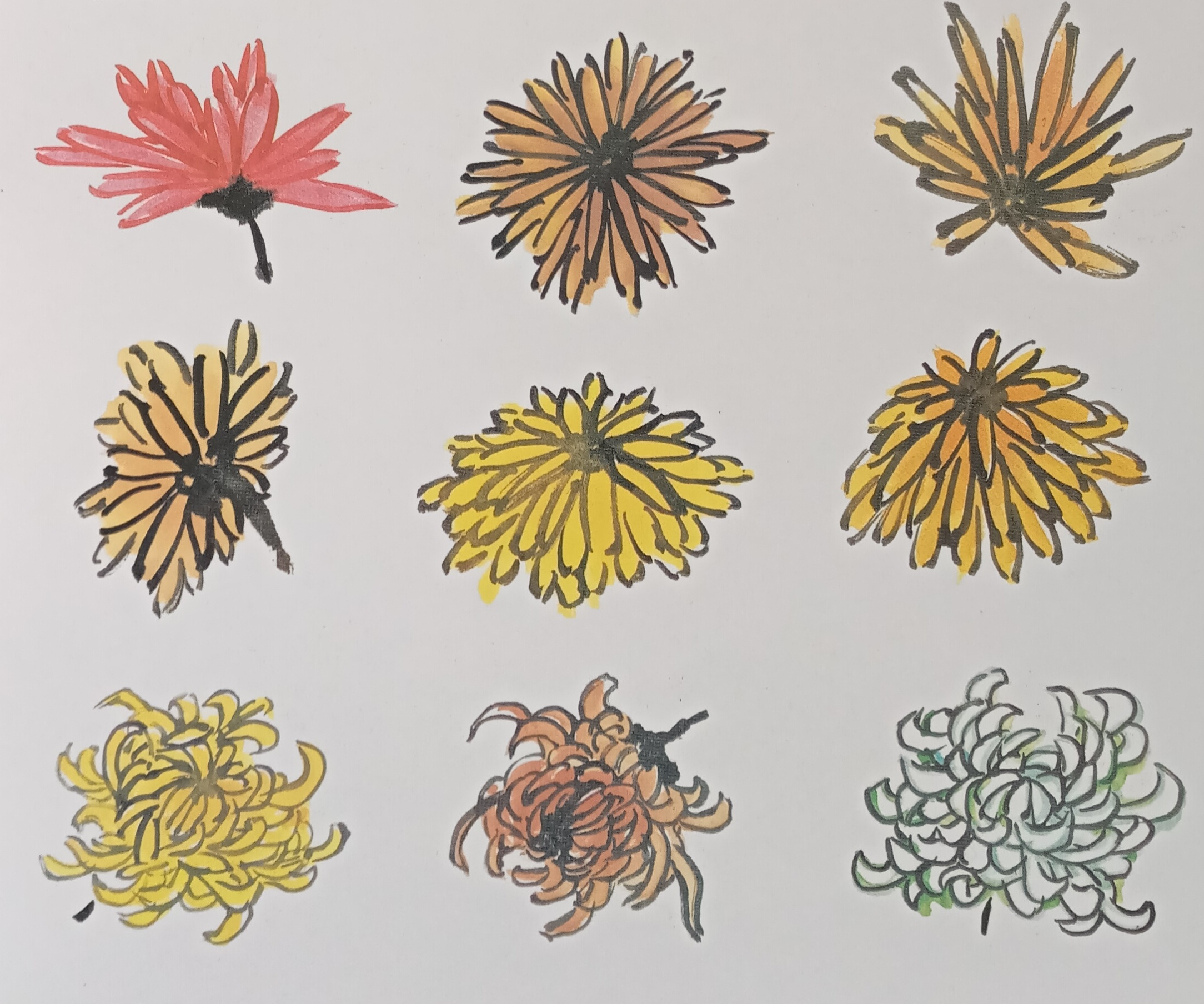 国画菊花初学者怎么画视频,圆形卡纸怎样画菊花国画