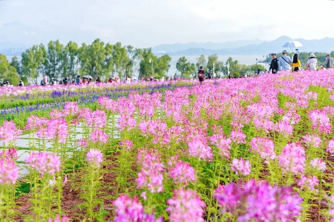 2021深圳免费适合遛娃玩地方排名,深圳免费游玩景点推荐