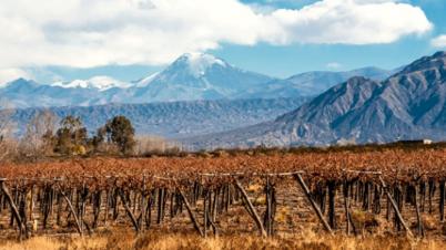 葡萄美酒夜光杯喝了一杯又一杯,葡萄美酒夜光杯醉卧沙场君莫笑