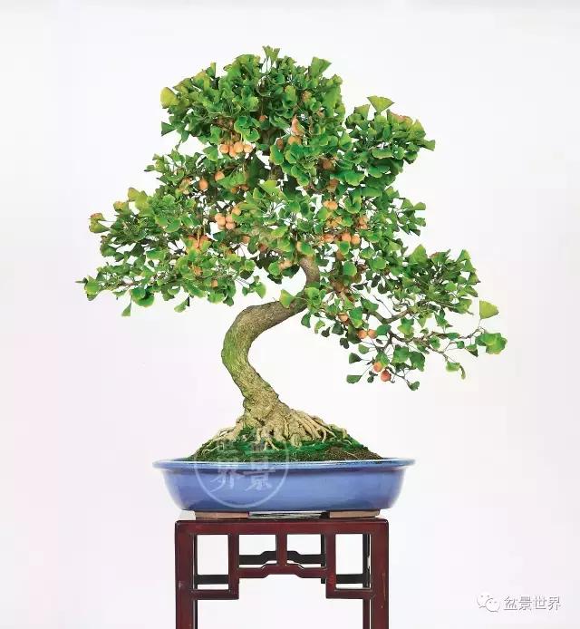 文人银杏树盆景造型参考图,银杏巨型老桩盆景