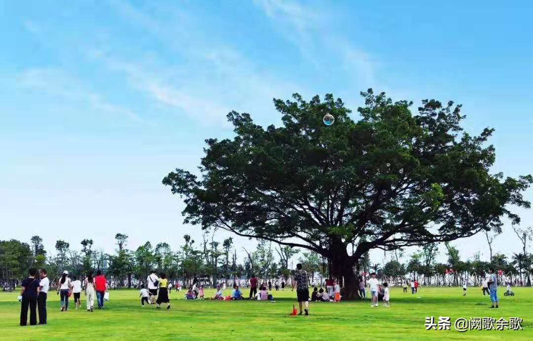 珠海公园森林风景,珠海公园美景视频