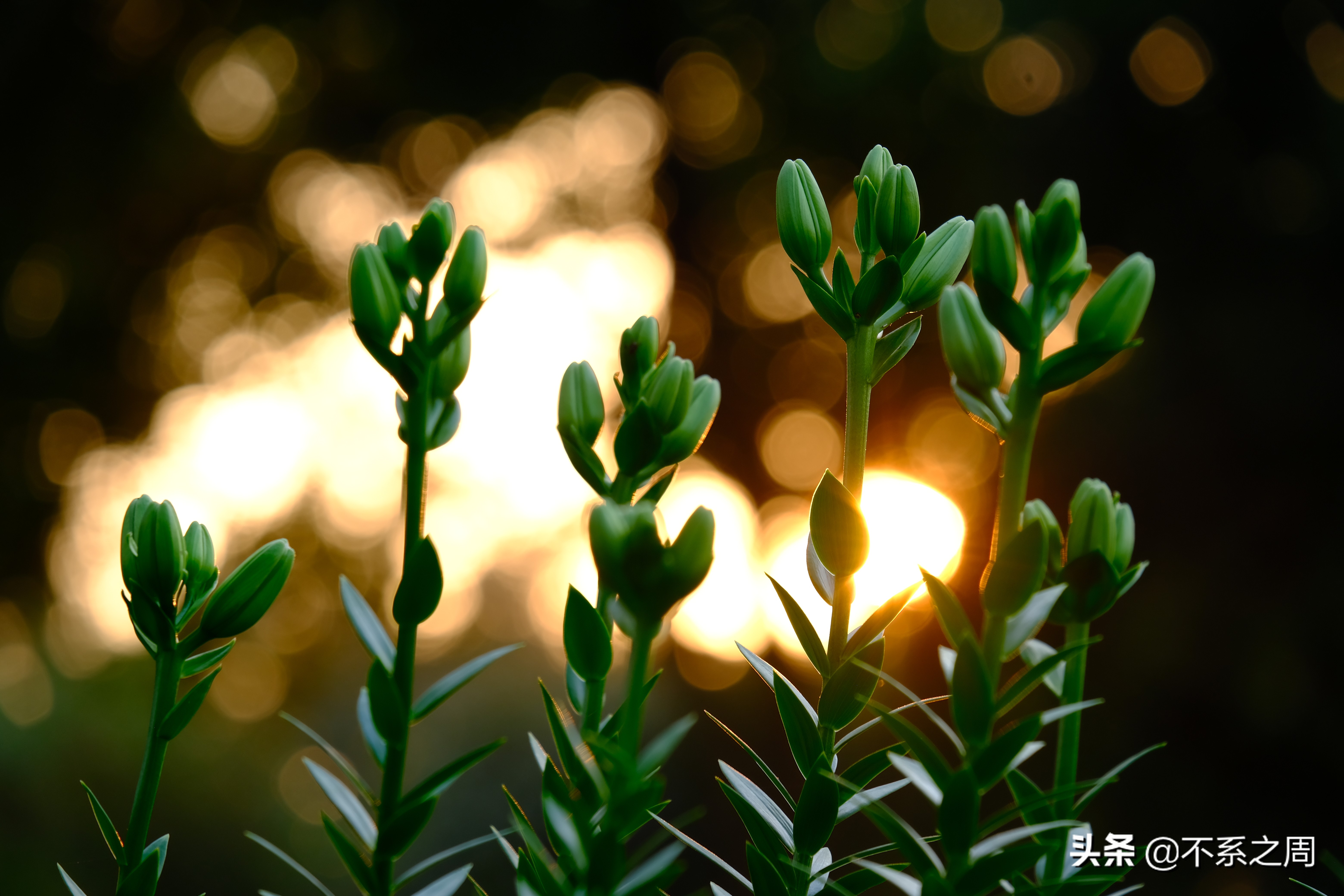 无锡梅园百合花节,无锡梅园中秋游园会