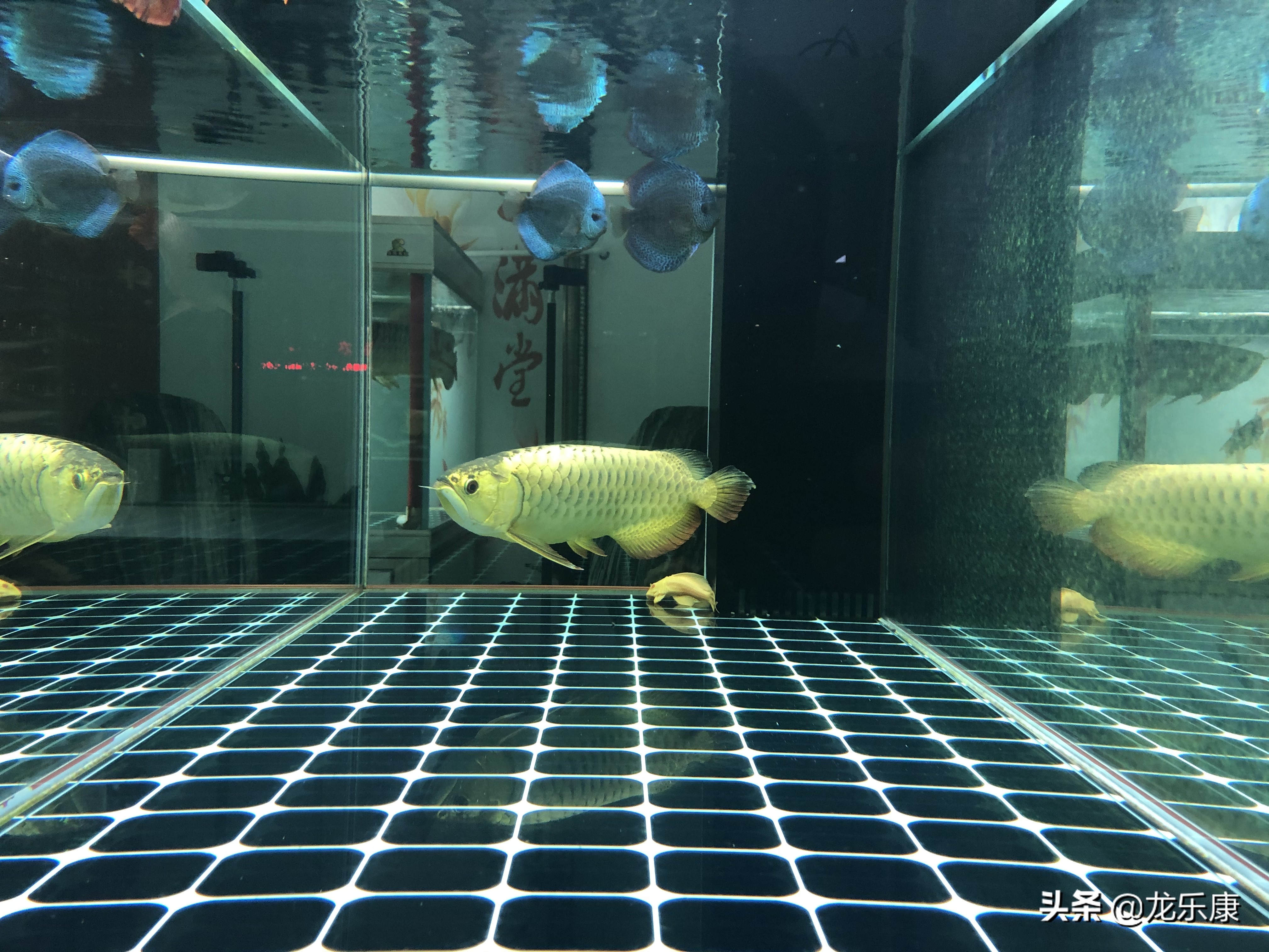 龙鱼疾病的概况,龙鱼突发疾病