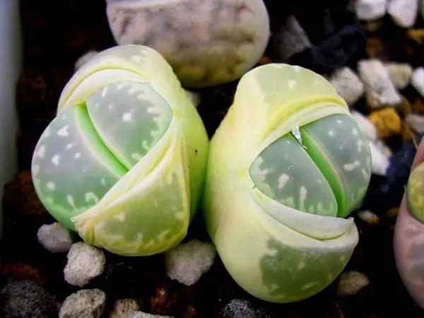 名贵植物排名前十名,十大天价的花卉