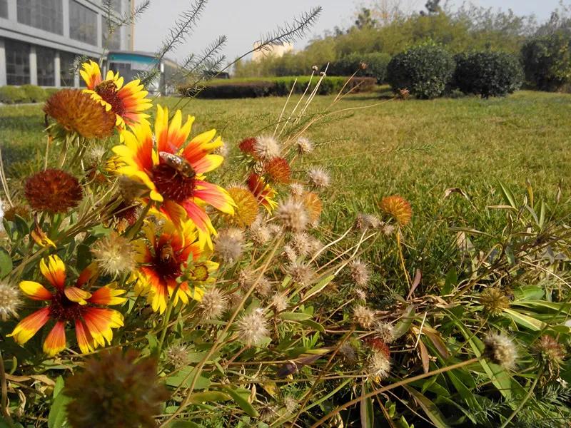 山师的秋天,济南山旅
