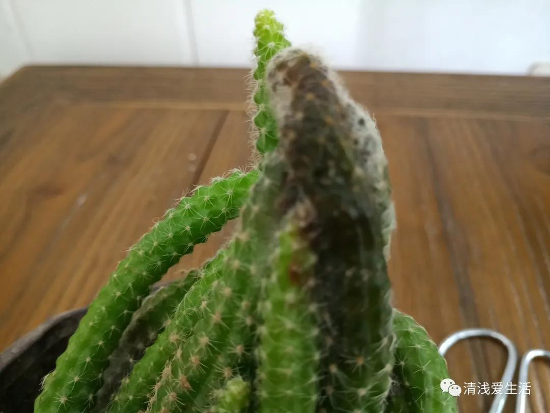 花13元多新入了一盆白檀毛毛虫，拆快递很满意，打开后很无奈