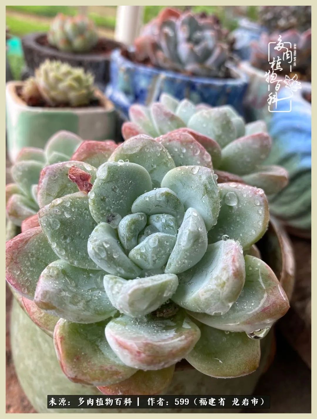 生活需要努力也需要花草,所有的热爱都需要不遗余力图片