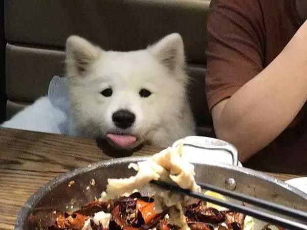 萨摩耶出去乱跑怎么办,萨摩耶出门扑狗怎么办