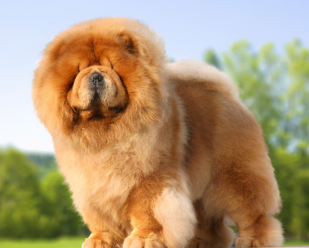 为什么松狮狗这么肥,为什么有人喜欢松狮