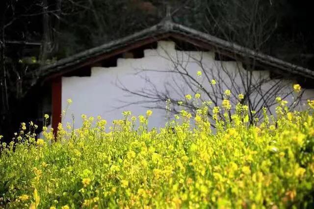 赏油菜花攻略,寻找最美油菜花可去这十大景点