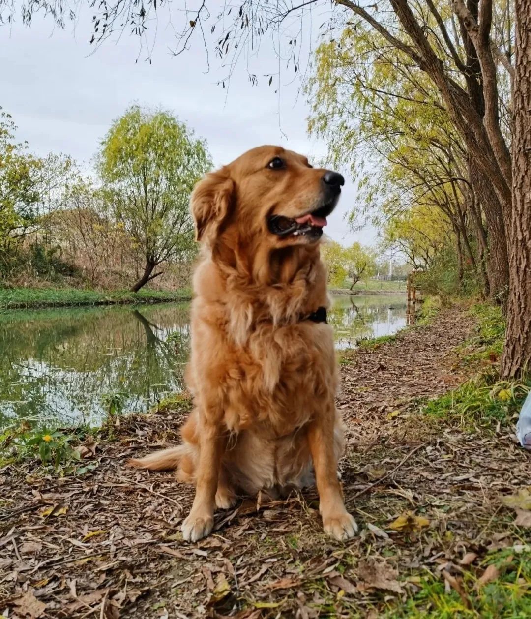 2022年上海遛狗圣地,2021上海遛狗圣地