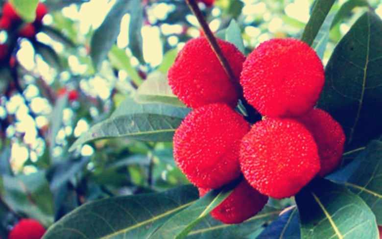 冰冻冬天可以吃的水果,最适合冻起来吃的几款水果