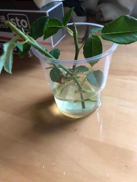 3种药片养花有“奇效”，浇水溶1片，叶绿根壮，比花肥厉害