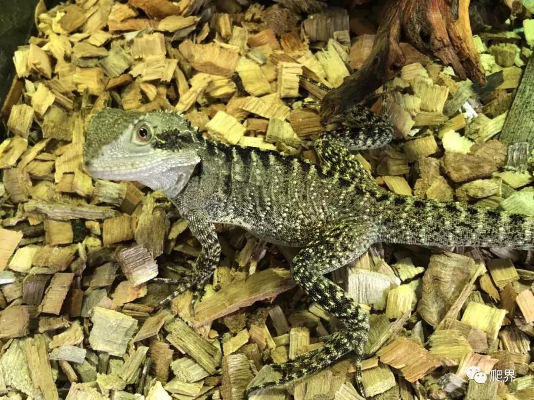 湛江爬宠店,深圳爬宠店在哪里