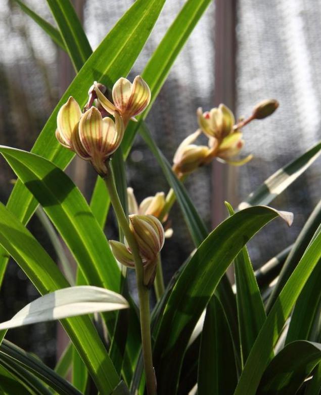 建兰哪个品种开花时间长,建兰哪个品种最香且花期长