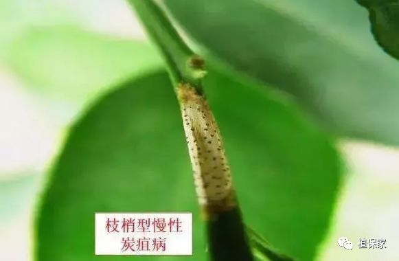 炭疽病怎么来的,炭疽病症状如何预防