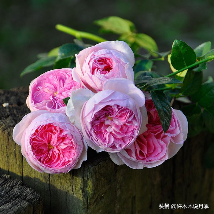 完全无刺的月季花,月季没刺的品种