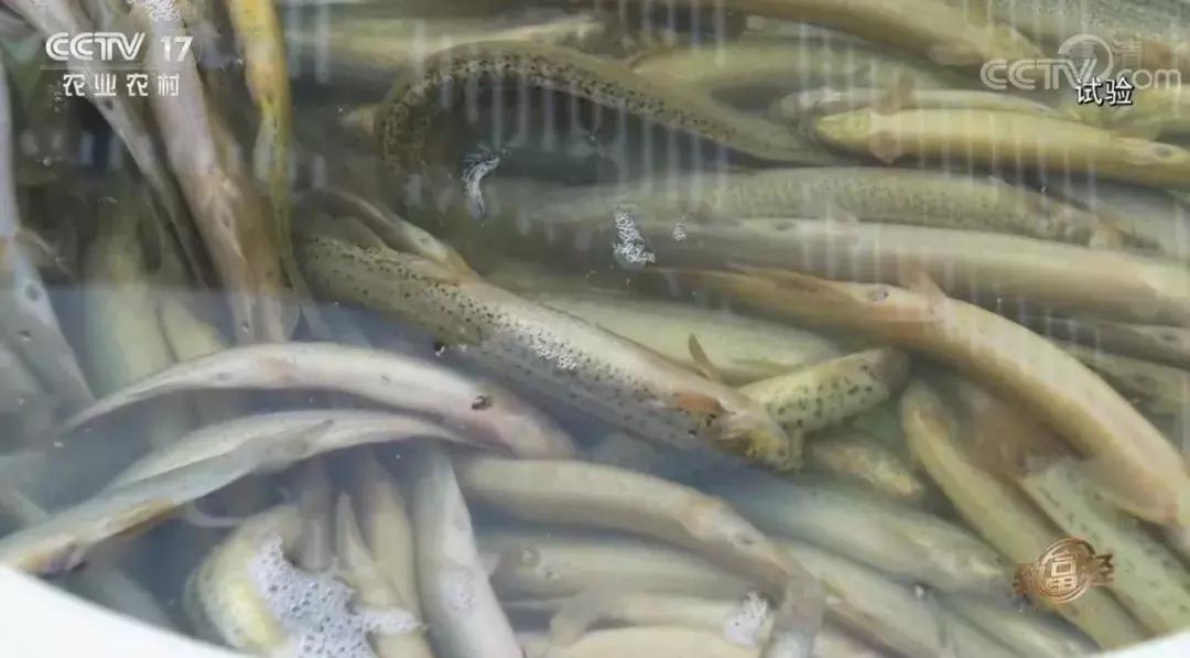 藕塘里养泥鳅赚了钱,养泥鳅10万元赚40万