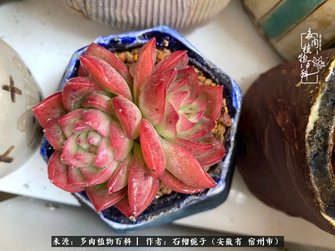 治愈系多肉：何以解忧，唯有多肉