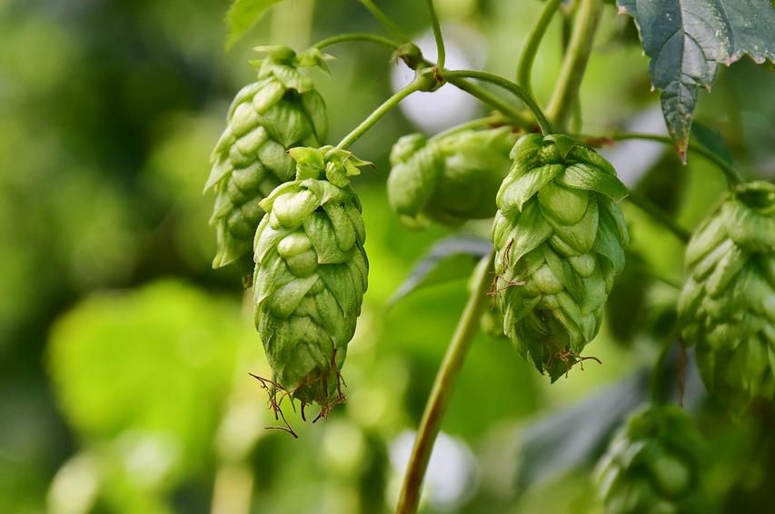 以前的啤酒喝了有呛气,为什么现在啤酒味道变了