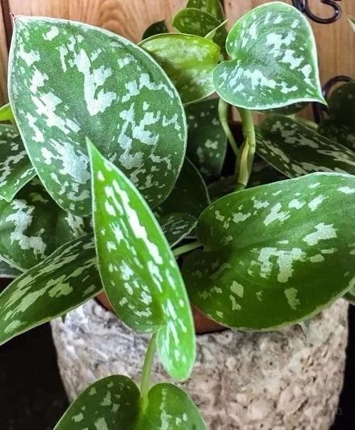 办公室大型盆栽植物大全,办公室不怕冻的绿植盆栽有哪些