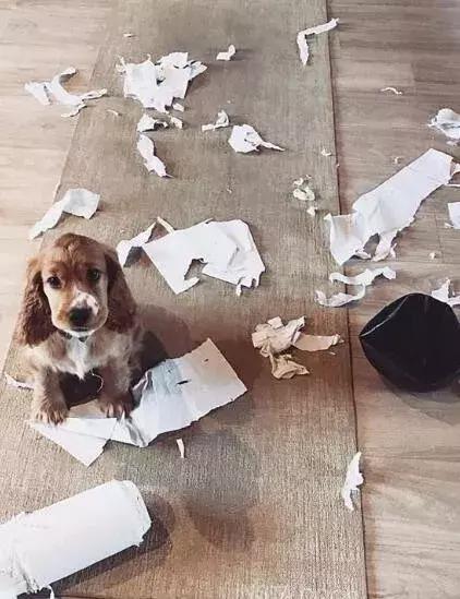 哈士奇把主人的家拆了,被哈士奇拆的家