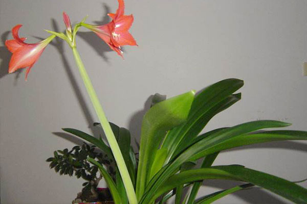 朱顶红叶子太长了怎么处理,怎么才能把朱顶红叶子养得宽短