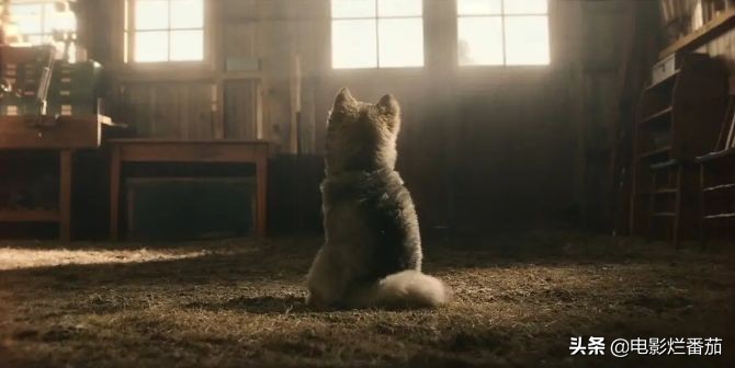 二哈多哥极限逃跑,多哥为什么跟其他哈士奇不一样