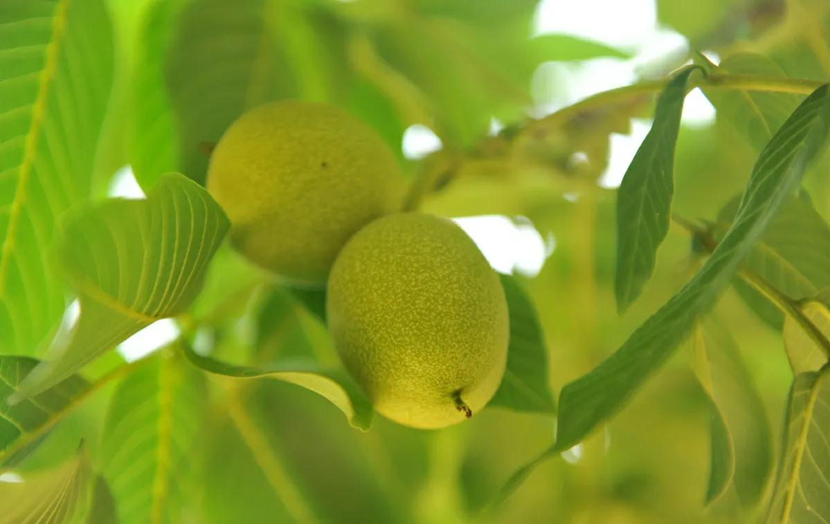 核桃树上有虫洞用什么药,核桃树上的虫子用什么药