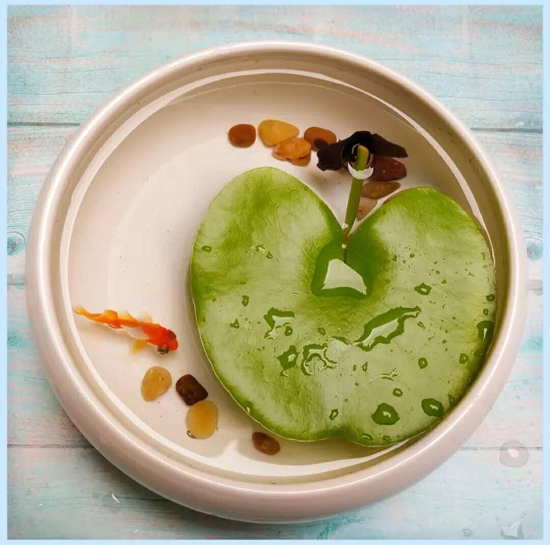 一叶莲叶子边缘发黄腐烂,一叶莲新叶发黄发黑为什么