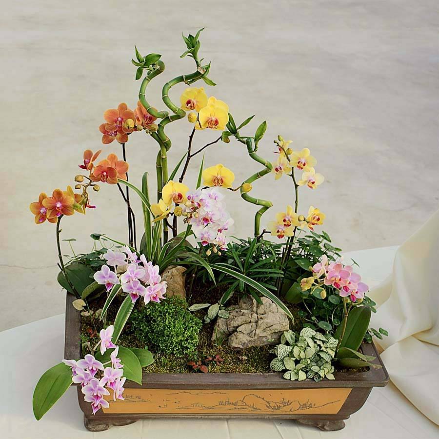 蝴蝶兰的养护方法视频教程,蝴蝶兰的养护方法新手入门