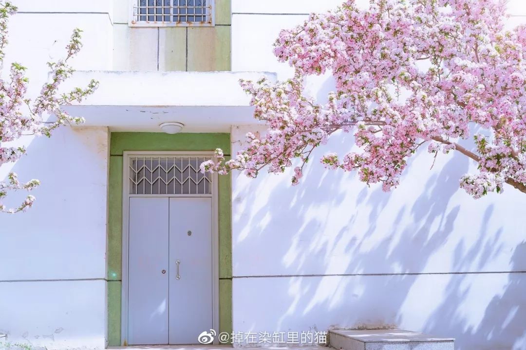 戴口罩的冬天太漫长，差点忘了中国的春天有多美