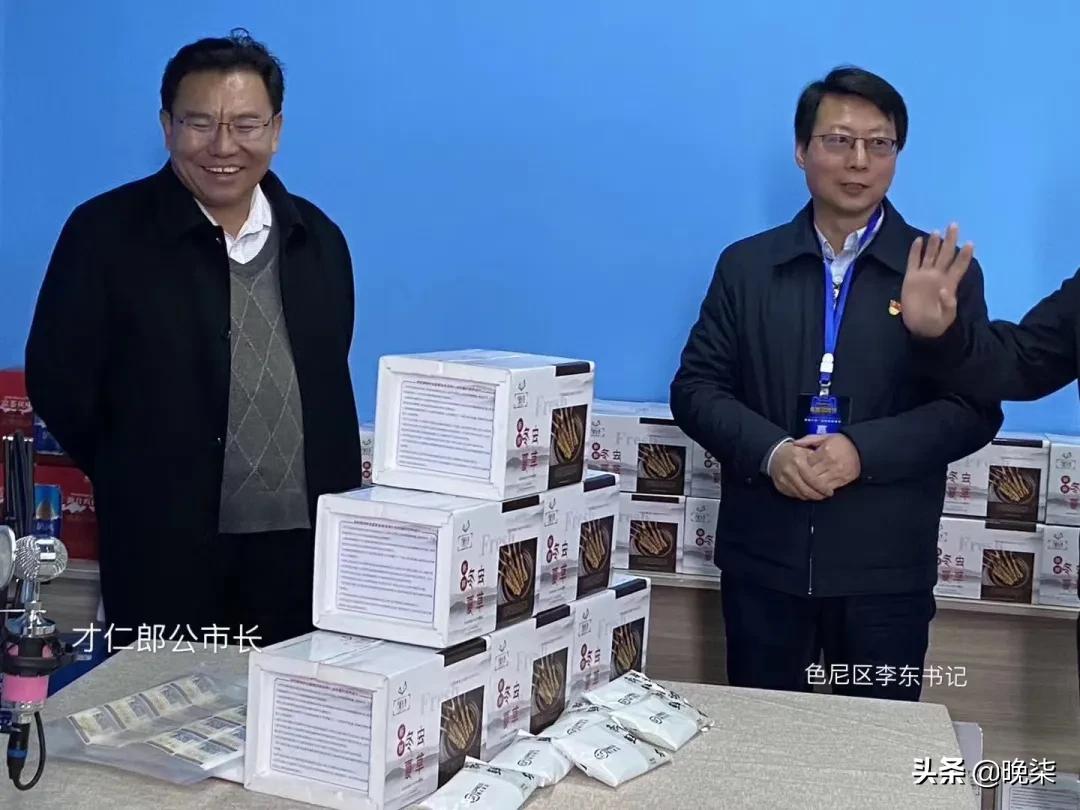 揭秘青藏高原挖虫草,探秘藏民挖虫草