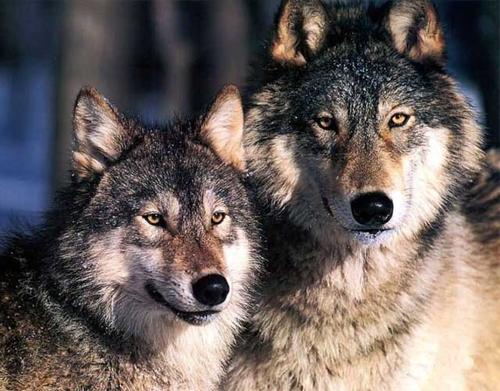 一只狼天生残疾,狼群会不会驱逐它?我们可能对狼群的生活想错了