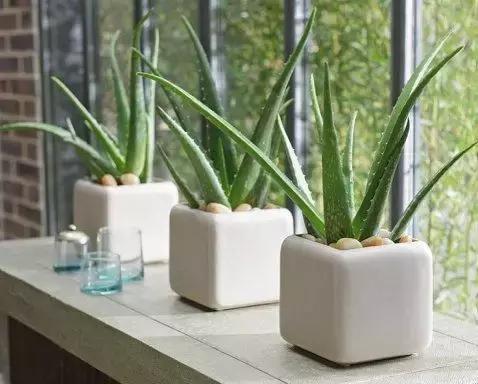 哪种植物花香助眠,安眠植物